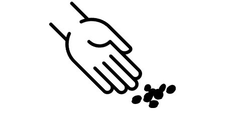 Cannabis sativa: Tipos de Semillas