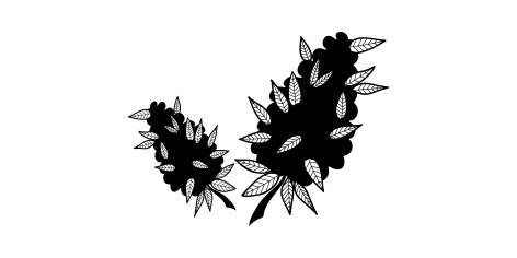 Cosecha, Secado y Curado